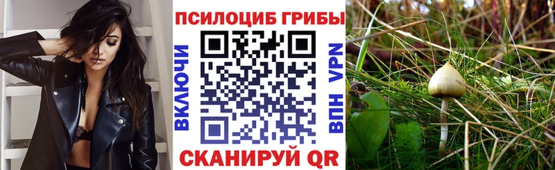 где купить наркоту  Пикалёво  Псилоцибиновые грибы Cubensis 